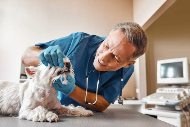 Best Emergency Dental Care for Sports Injuries in Conley, GA
